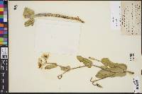 Asclepias lynchiana image