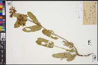 Asclepias lynchiana image