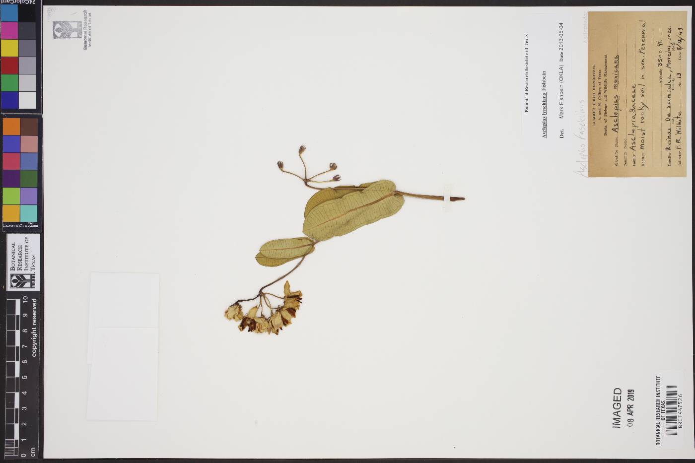Asclepias lynchiana image