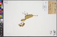 Asclepias lynchiana image
