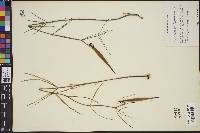 Asclepias mcvaughii image