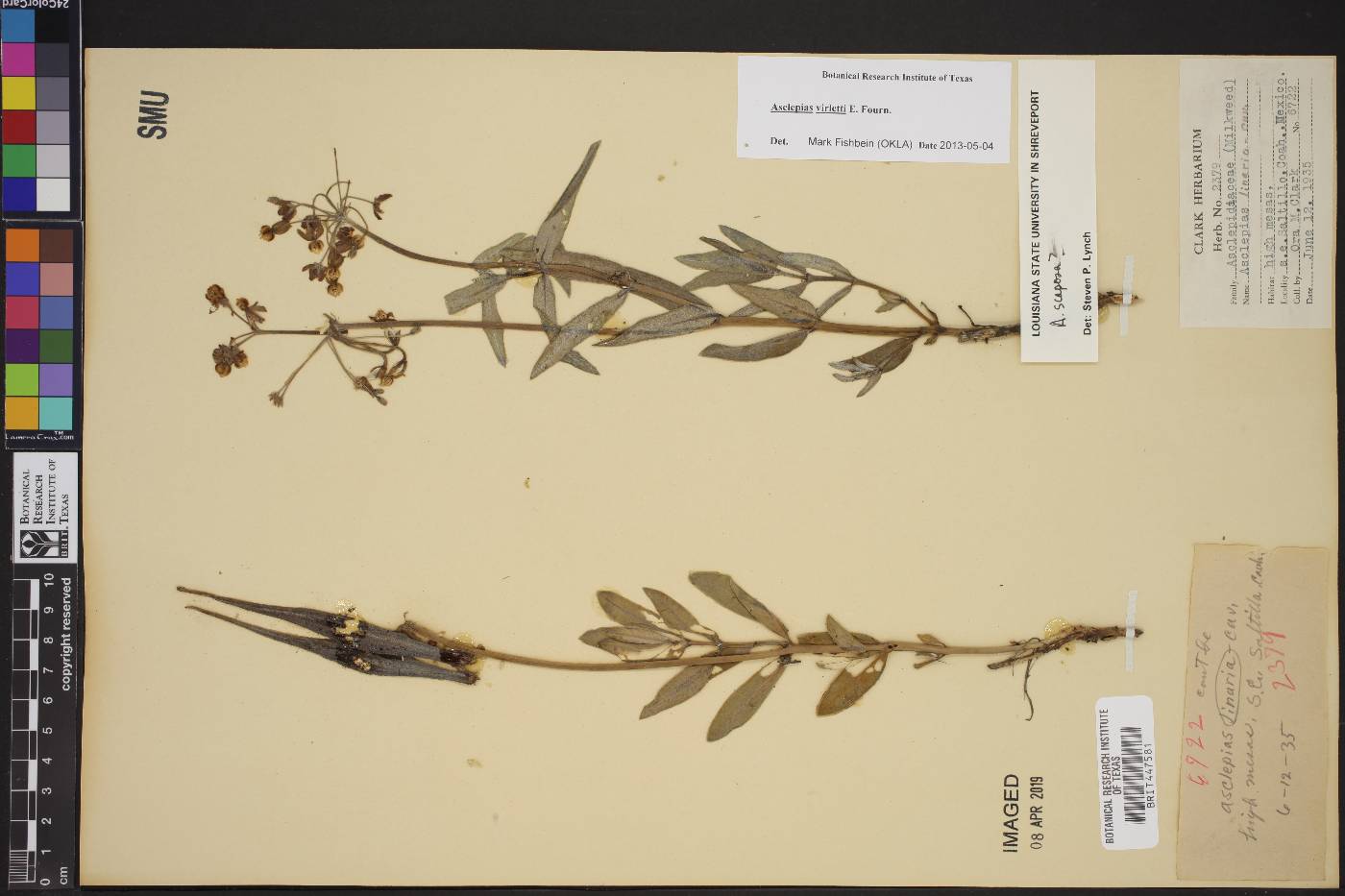 Asclepias virletii image