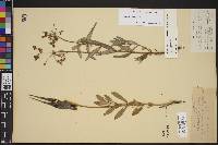 Asclepias virletii image