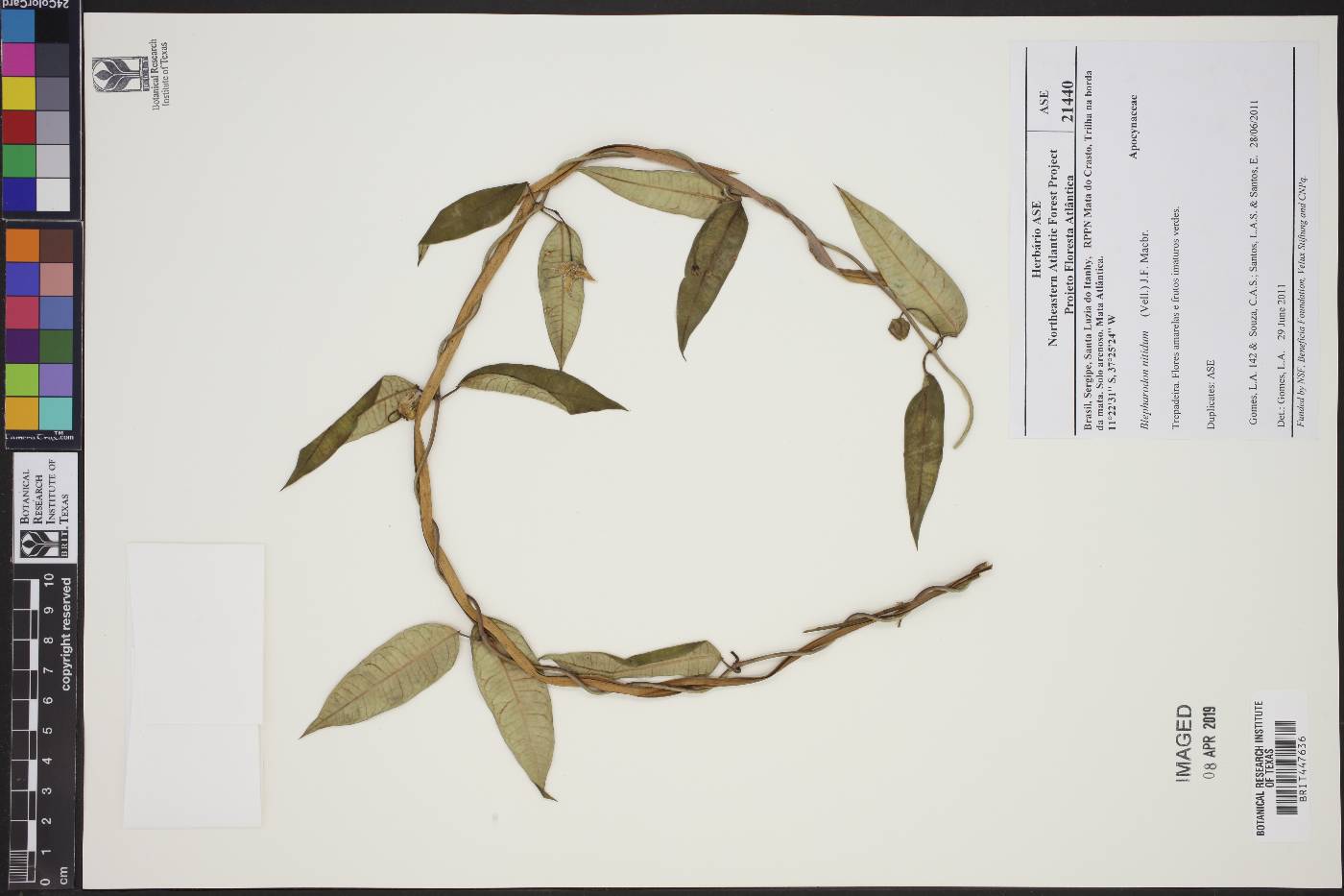 Blepharodon pictum image