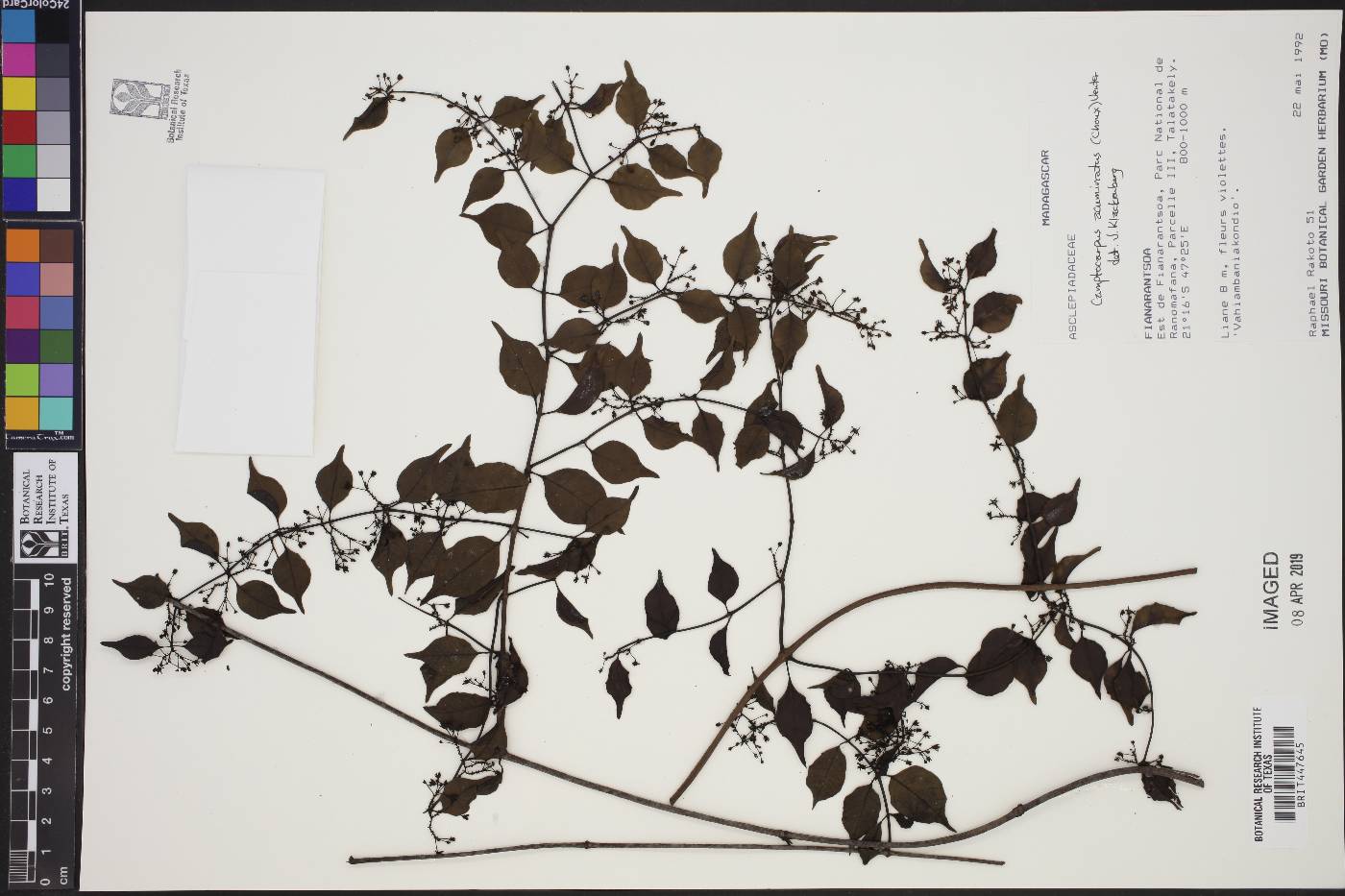 Camptocarpus acuminatus image