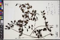 Camptocarpus acuminatus image