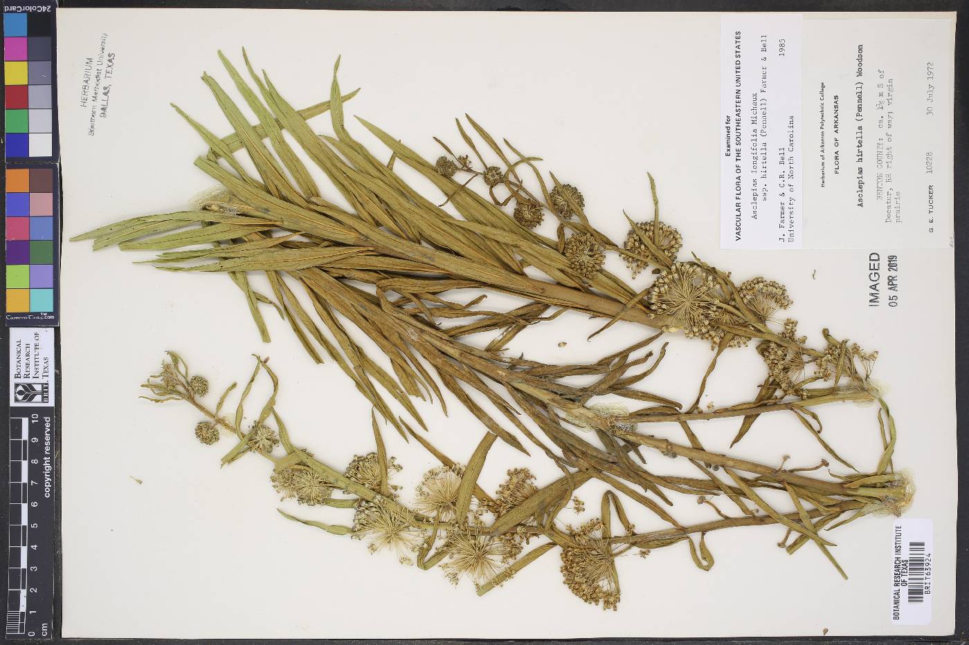 Asclepias longifolia var. hirtella image