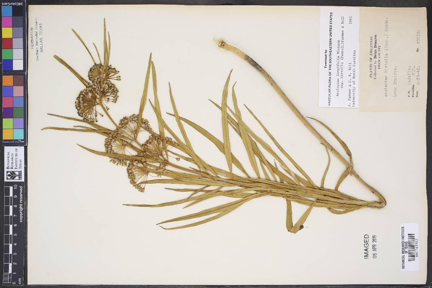 Asclepias longifolia subsp. hirtella image