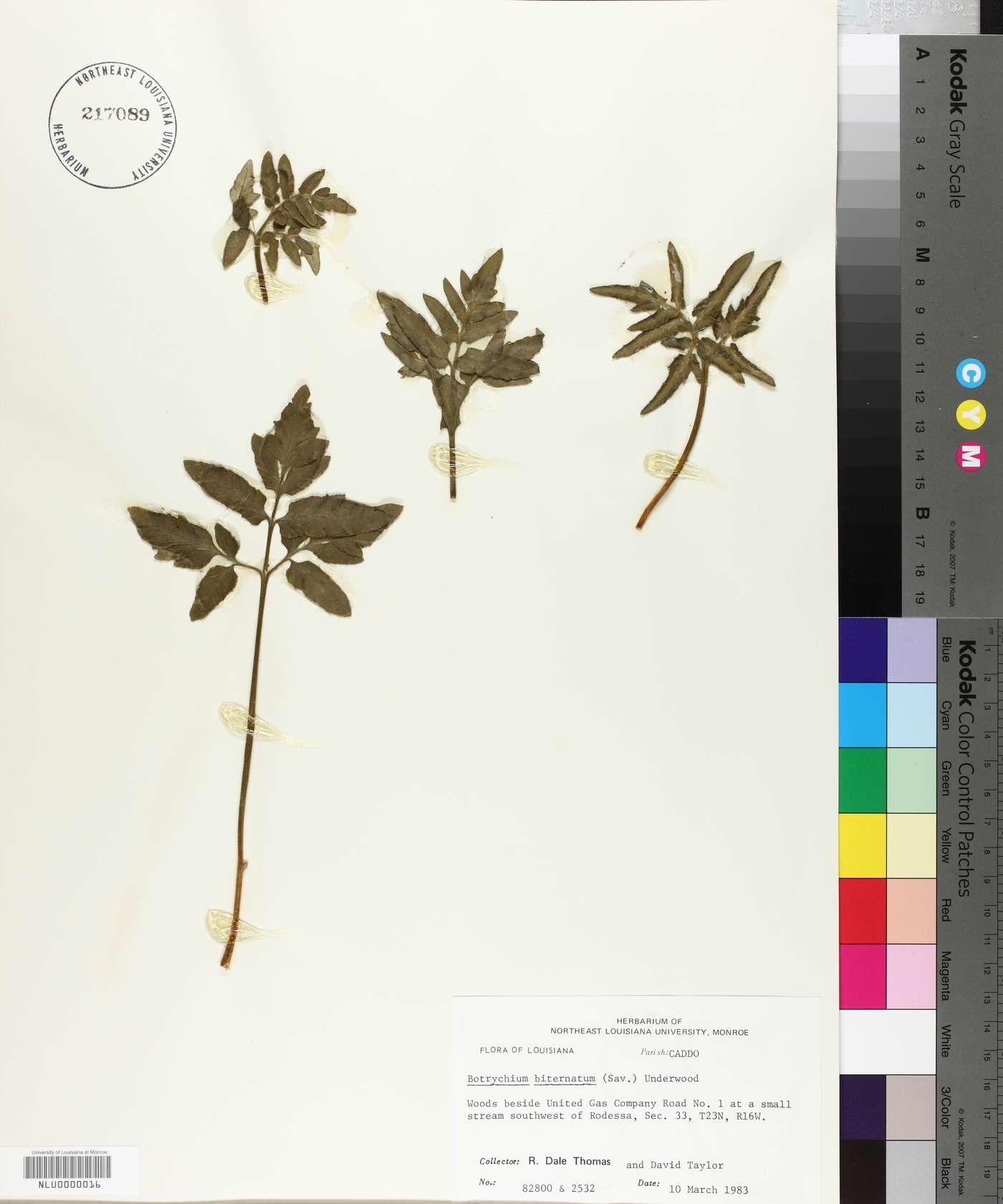 Sceptridium biternatum image
