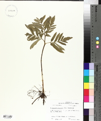 Sceptridium biternatum image