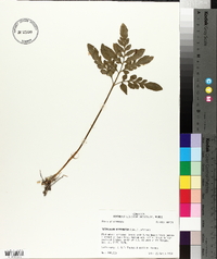 Sceptridium biternatum image