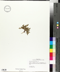 Botrychium lunarioides image