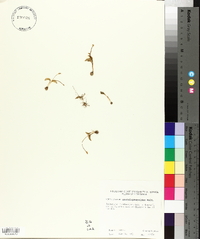 Ophioglossum crotalophoroides image