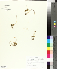 Ophioglossum crotalophoroides image