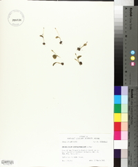 Ophioglossum crotalophoroides image