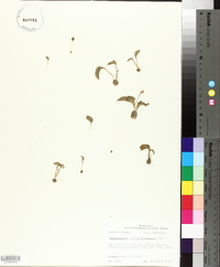 Ophioglossum crotalophoroides image