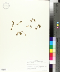 Ophioglossum crotalophoroides image