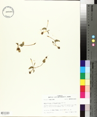 Ophioglossum crotalophoroides image