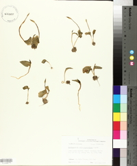 Ophioglossum crotalophoroides image