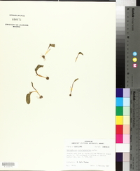 Ophioglossum crotalophoroides image