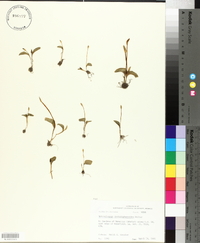 Ophioglossum crotalophoroides image