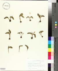 Ophioglossum crotalophoroides image