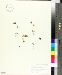 Ophioglossum crotalophoroides image