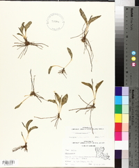 Ophioglossum engelmannii image