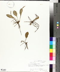 Ophioglossum engelmannii image