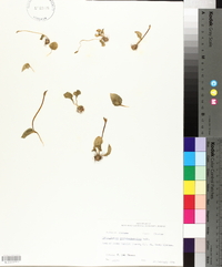 Ophioglossum crotalophoroides image