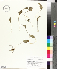 Ophioglossum petiolatum image