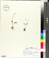 Ophioglossum petiolatum image