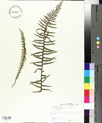 Asplenium platyneuron var. platyneuron image