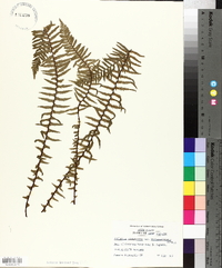 Asplenium platyneuron var. bacculum-rubrum image