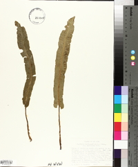 Phyllitis scolopendrium var. americanum image
