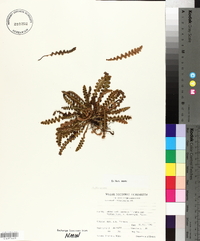 Ceterach officinarum image