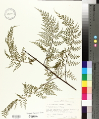 Asplenium laserpitiifolium image
