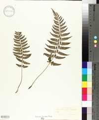 Asplenium arboreum image