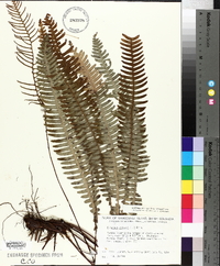 Blechnum spicant image