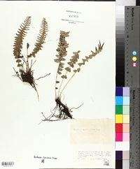 Blechnum auriculatum image