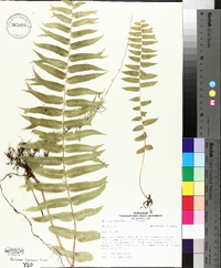 Blechnum serrulatum image