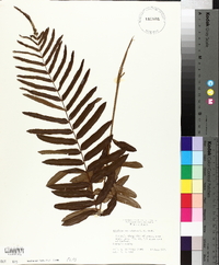 Blechnum serrulatum image