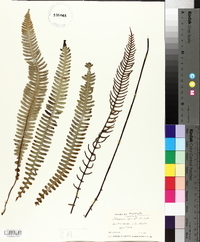 Blechnum spicant image