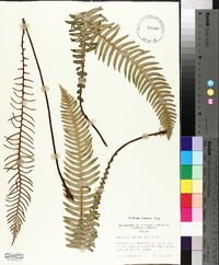 Blechnum spicant image