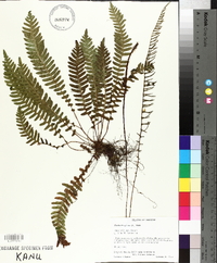 Blechnum spicant image