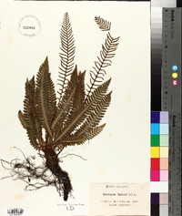 Blechnum spicant image