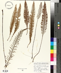 Blechnum spicant image