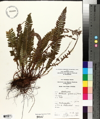 Blechnum spicant image