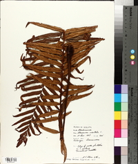 Blechnum orientale image