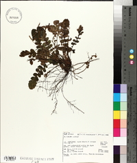 Blechnum nigrum image